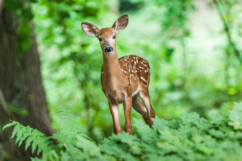animals in the forest|wild animals in the forest.